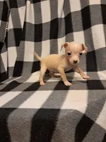 Blake, a male Chihuahua for sale in Branford, FL – Photo 1 of 6