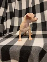 Blake, a male Chihuahua for sale in Branford, FL – Photo 4 of 6