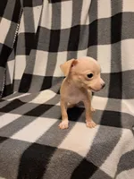 Blake, a male Chihuahua for sale in Branford, FL – Photo 6 of 6