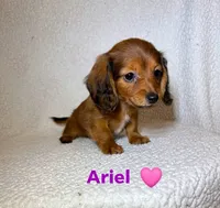Ariel , a female Miniature Dachshund for sale in Branford, FL – 2 of 2