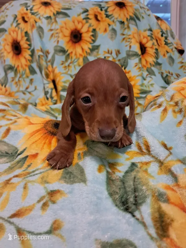 Woody  – Miniature Dachshund puppy for sale in Branford, FL
