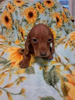 Woody , a male Miniature Dachshund for sale in Branford, FL – 1 of 5