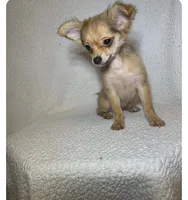 Bella , a female Chihuahua and Pomchi for sale in Branford, FL – 3 of 3