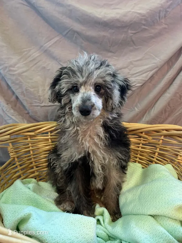 Wally  – Poodle - Toy , Poodle - Miniature  puppy for sale in Branford, FL