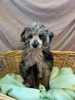 Wally , a male Poodle - Toy  and Poodle - Miniature  for sale in Branford, FL – 3 of 5