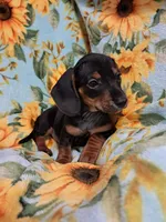 Jessie , a female Miniature Dachshund for sale in Branford, FL – 4 of 5