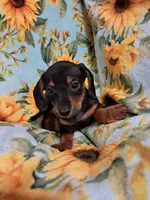 Jessie , a female Miniature Dachshund for sale in Branford, FL – 3 of 5