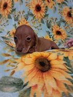 Woody , a male Miniature Dachshund for sale in Branford, FL – 2 of 5