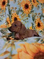 Slinky , a male Miniature Dachshund for sale in Branford, FL – 3 of 5
