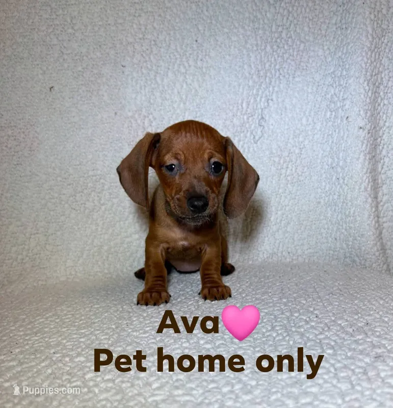 Ava – Miniature Dachshund puppy for sale in Branford, FL