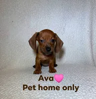 Ava, a female Miniature Dachshund for sale in Branford, FL – 1 of 1