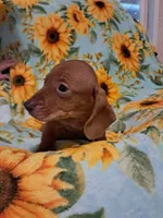 Woody , a male Miniature Dachshund for sale in Branford, FL – 3 of 5