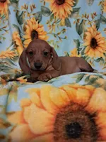 Slinky , a male Miniature Dachshund for sale in Branford, FL – 5 of 5