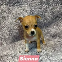 Sienna, a female Chihuahua for sale in Branford, FL – Photo 6 of 6
