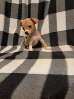 Sienna, a female Chihuahua for sale in Branford, FL – Photo 4 of 6