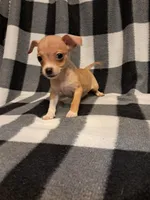 Sienna, a female Chihuahua for sale in Branford, FL – Photo 3 of 6