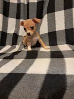 Sienna, a female Chihuahua for sale in Branford, FL – Photo 5 of 6