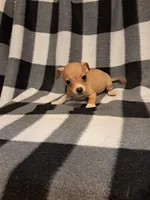 Sienna, a female Chihuahua for sale in Branford, FL – Photo 2 of 6