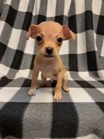 Avery, a male Chihuahua for sale in Branford, FL – Photo 2 of 6