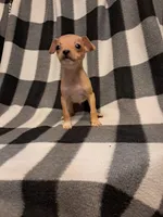 Avery, a male Chihuahua for sale in Branford, FL – Photo 4 of 6