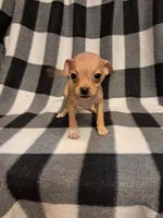 Avery, a male Chihuahua for sale in Branford, FL – Photo 5 of 6