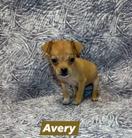 Avery, a male Chihuahua for sale in Branford, FL – Photo 6 of 6