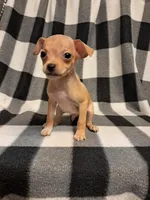 Avery, a male Chihuahua for sale in Branford, FL – Photo 1 of 6