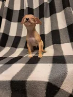Avery, a male Chihuahua for sale in Branford, FL – Photo 3 of 6