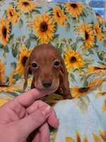 Woody , a male Miniature Dachshund for sale in Branford, FL – 5 of 5