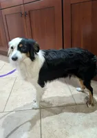 Willow , a female Toy Australian Shepherd for sale in Branford, FL – Photo 3 of 4