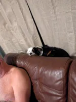 Willow , a female Toy Australian Shepherd for sale in Branford, FL – Photo 4 of 4