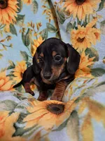 Jessie , a female Miniature Dachshund for sale in Branford, FL – 2 of 5