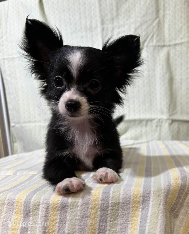 Giulia – Chihuahua puppy for sale in Branford, FL