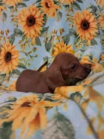 Slinky , a male Miniature Dachshund for sale in Branford, FL – 4 of 5