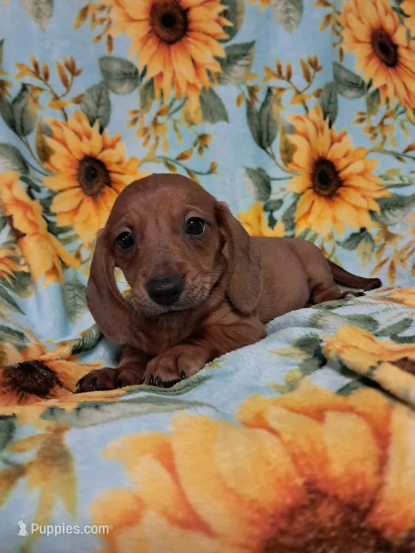 Slinky  – Miniature Dachshund puppy for sale in Branford, FL