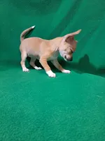 Jane, a female Chihuahua for sale in Branford, FL – Photo 6 of 6