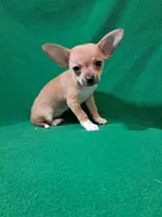 Jane, a female Chihuahua for sale in Branford, FL – Photo 2 of 6