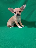Jane, a female Chihuahua for sale in Branford, FL – Photo 1 of 6
