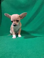 Jane, a female Chihuahua for sale in Branford, FL – Photo 5 of 6