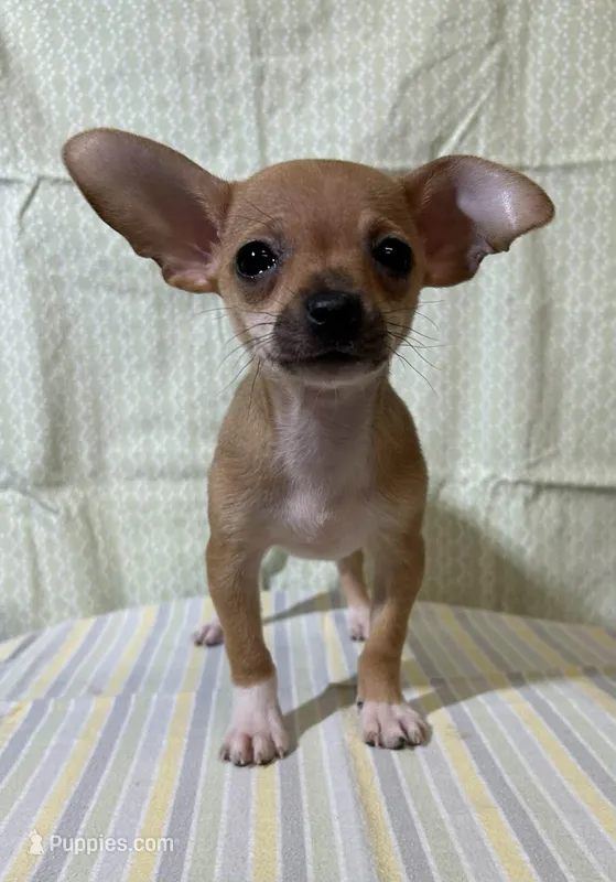 Jane – Chihuahua puppy for sale in Branford, FL