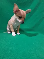 Jane, a female Chihuahua for sale in Branford, FL – Photo 4 of 6