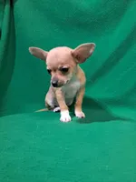 Jane, a female Chihuahua for sale in Branford, FL – Photo 3 of 6