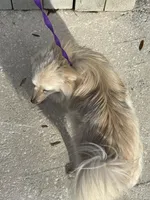 Foster , a male Pomeranian for sale in Branford, FL – Photo 5 of 5