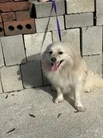 Foster , a male Pomeranian for sale in Branford, FL – Photo 1 of 5