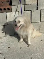 Foster , a male Pomeranian for sale in Branford, FL – Photo 4 of 5