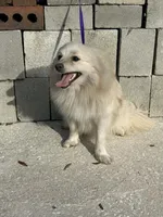 Foster , a male Pomeranian for sale in Branford, FL – Photo 3 of 5