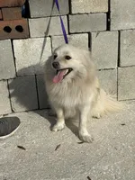 Foster , a male Pomeranian for sale in Branford, FL – Photo 2 of 5