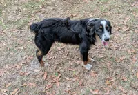 Oliver , a male Miniature Australian Shepherd for sale in Branford, FL – Photo 6 of 6