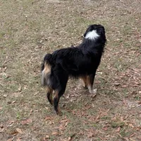Oliver , a male Miniature Australian Shepherd for sale in Branford, FL – Photo 5 of 6