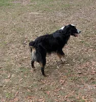 Oliver , a male Miniature Australian Shepherd for sale in Branford, FL – Photo 4 of 6